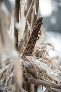 Maize in winter Maize in winter